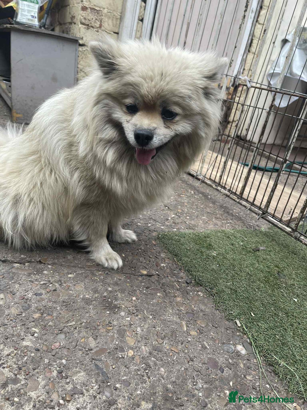 Pomeranian dogs for sale: Pomeranian spitzz - Image 2