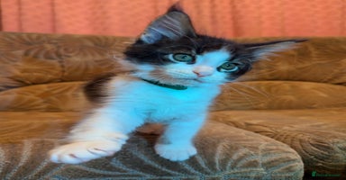 Maine Coon cats - Advert 6