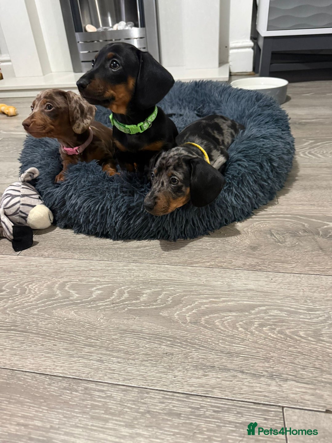 Miniature Dachshund dogs for sale: 8 Week Old Miniature Dachshund Puppies  - Advert 21