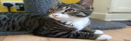 Domestic Shorthair cats for adoption: ADOPTION - Frog  - Advert 2