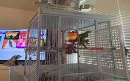 Parrots birds for sale: Ring necked parrot 🦜  - Image 3
