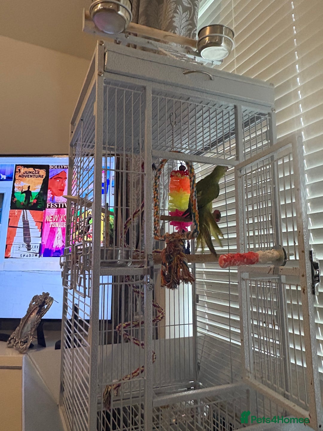Parrots birds for sale: Ring necked parrot 🦜  - Image 3