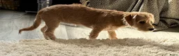 Mixed Breed dogs for sale: Golden female doxiepoo 5 mo in Westcliff-on-Sea - Advert 7