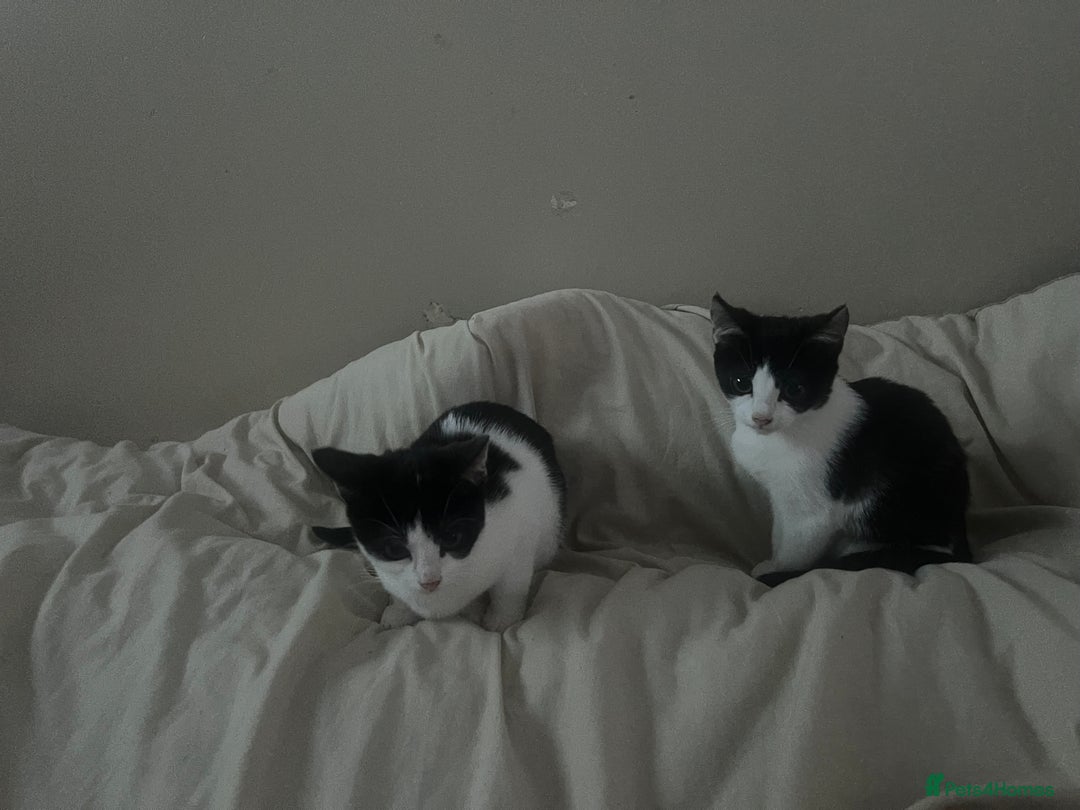 Mixed Breed cats for sale: Playful Adolescent Kittens  🐾 - Advert 6