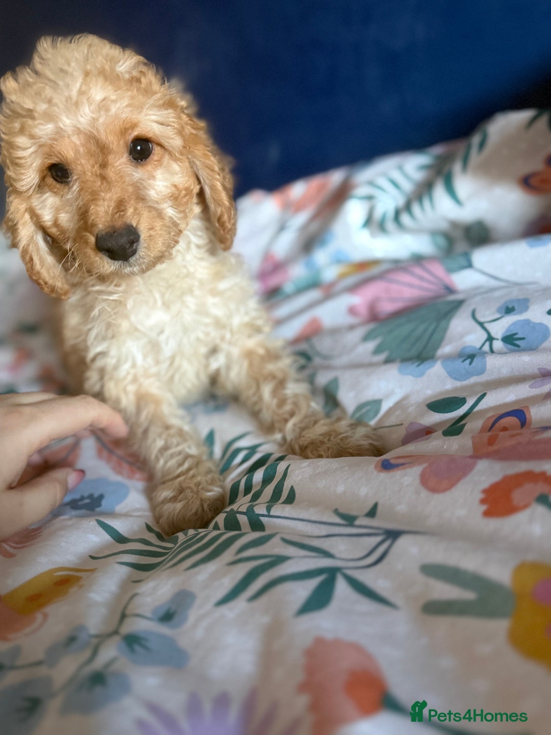 Cockapoo dogs for sale: Cockapoo Puppies For Sale  - Advert 1