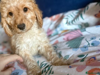 Cockapoo dogs Cockapoo Puppies For Sale - Advert 14