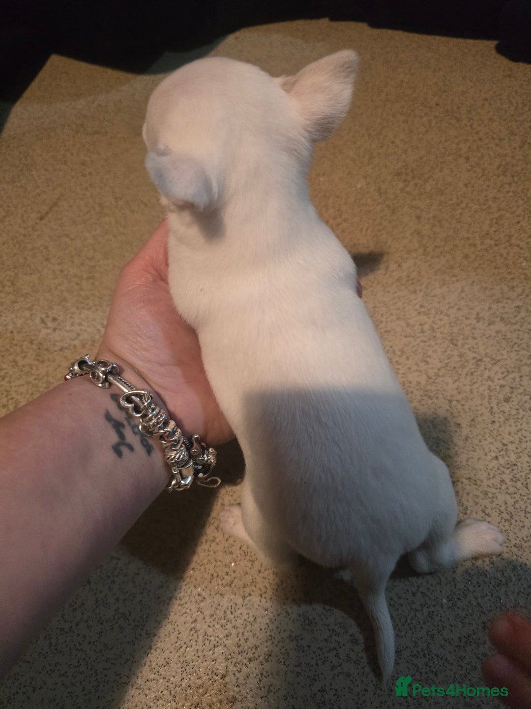 Chihuahua dogs for sale: Chihuahua puppies for sale  - Advert 6