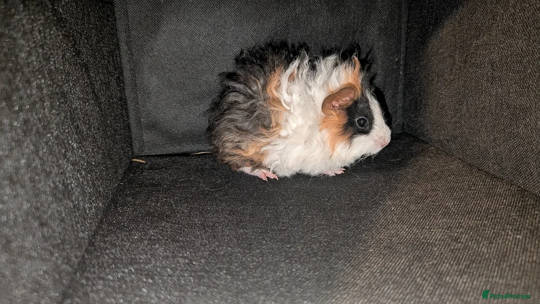 Guinea Pig rodents for sale: 3x Lunkarya Guinea Pigs - Advert 1