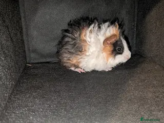 Guinea Pig rodents 3x Lunkarya Guinea Pigs - Advert 1