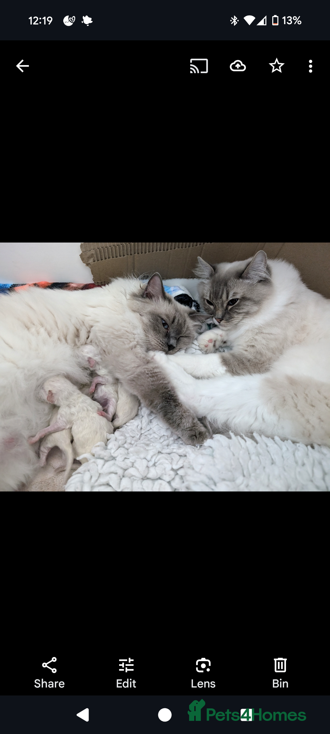 Ragdoll cats for sale: Ragdoll Kittens  - Image 6