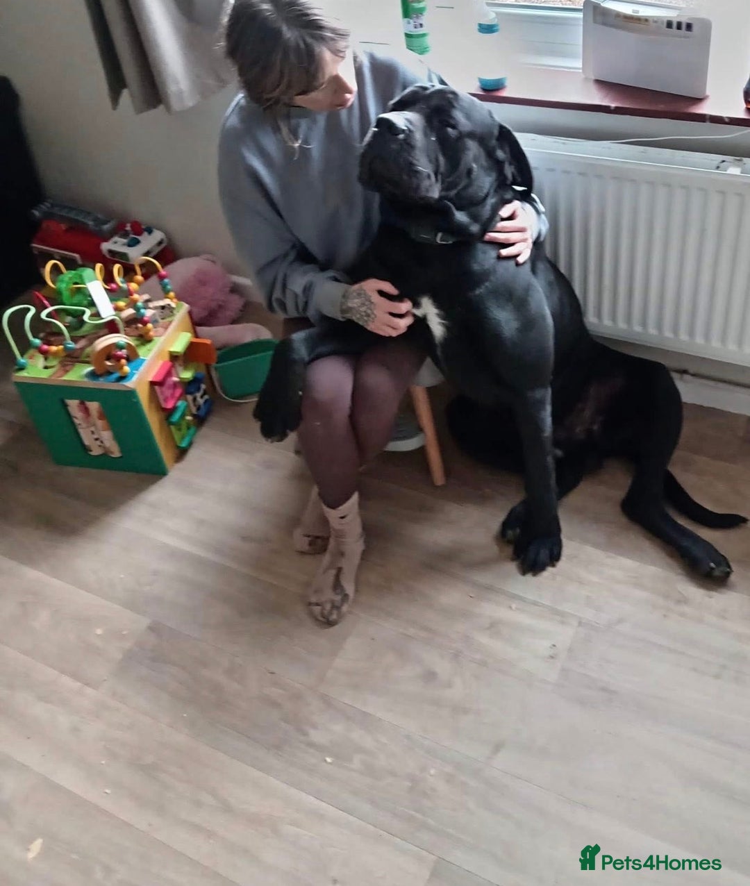Cane Corso dogs for sale: Two year old male cane corso  - Advert 1