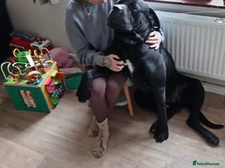 Cane Corso dogs Two year old male cane corso - Advert 1