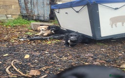 Cocker Spaniel dogs for sale: WCS bitch with working parents - Image 3