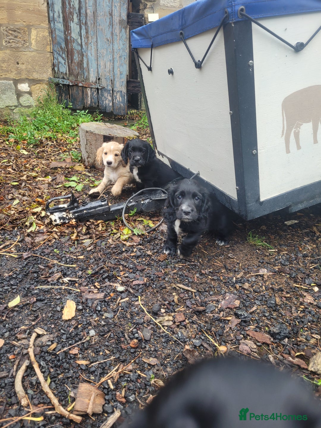 Cocker Spaniel dogs for sale: WCS bitch with working parents - Image 3