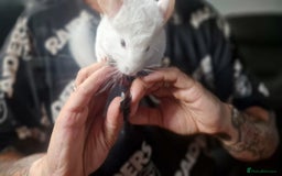 Chinchilla rodents for sale: Pink White albino chinchilla  - Image 5