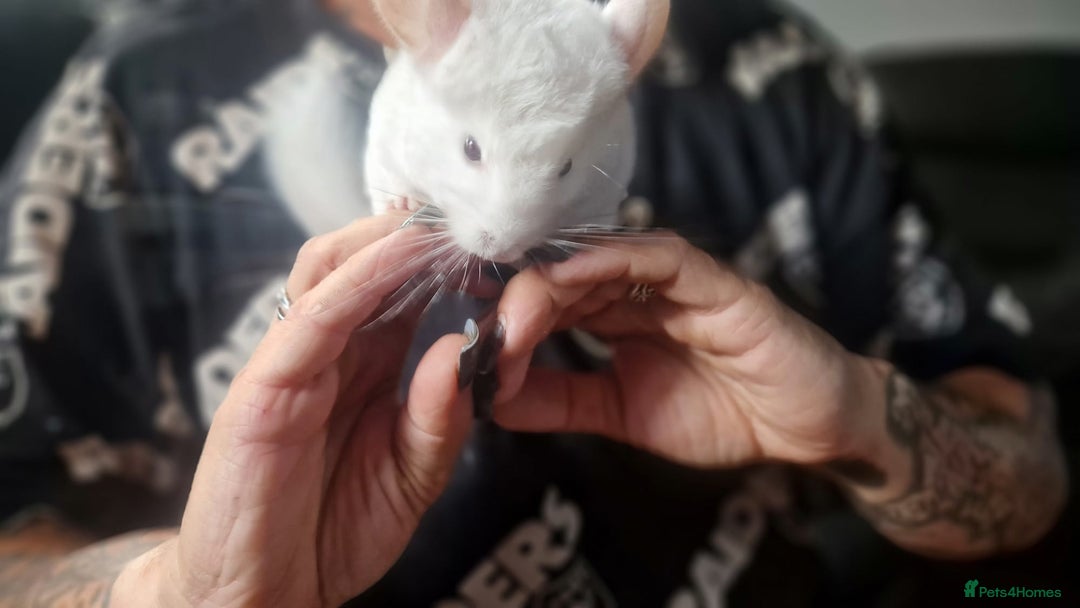 Chinchilla rodents for sale: Pink White albino chinchilla  - Image 5