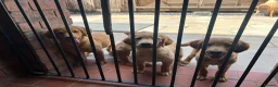 Golden Retriever dogs for sale: Quality KC Registered Golden Retriever Puppies - Advert 28