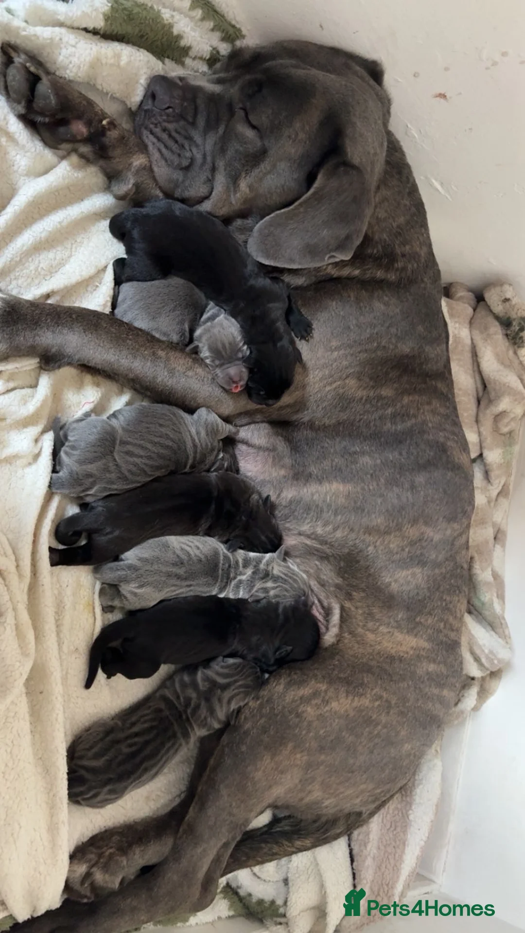 Cane Corso dogs for sale: 4 cane corso puppies for sale  in Sunderland - Advert 11