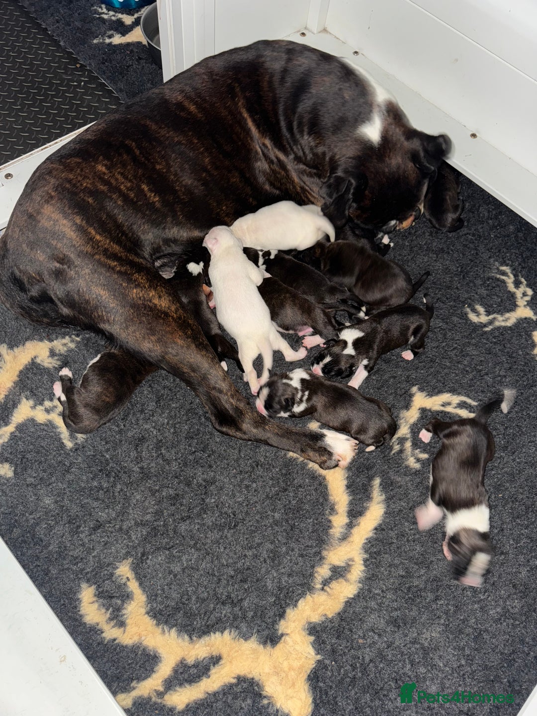 Boxer dogs for sale: Quality KC Boxer Puppies  - Advert 1