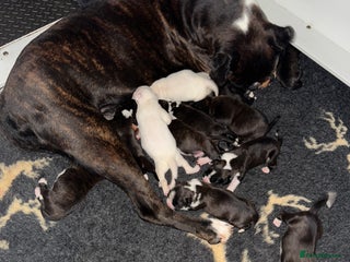 Boxer dogs for sale: Quality KC Boxer Puppies - Advert 1
