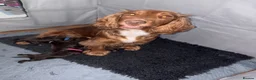 Cocker Spaniel dogs for sale: Cocker spaniel puppies looking for forever homes.  - Advert 5