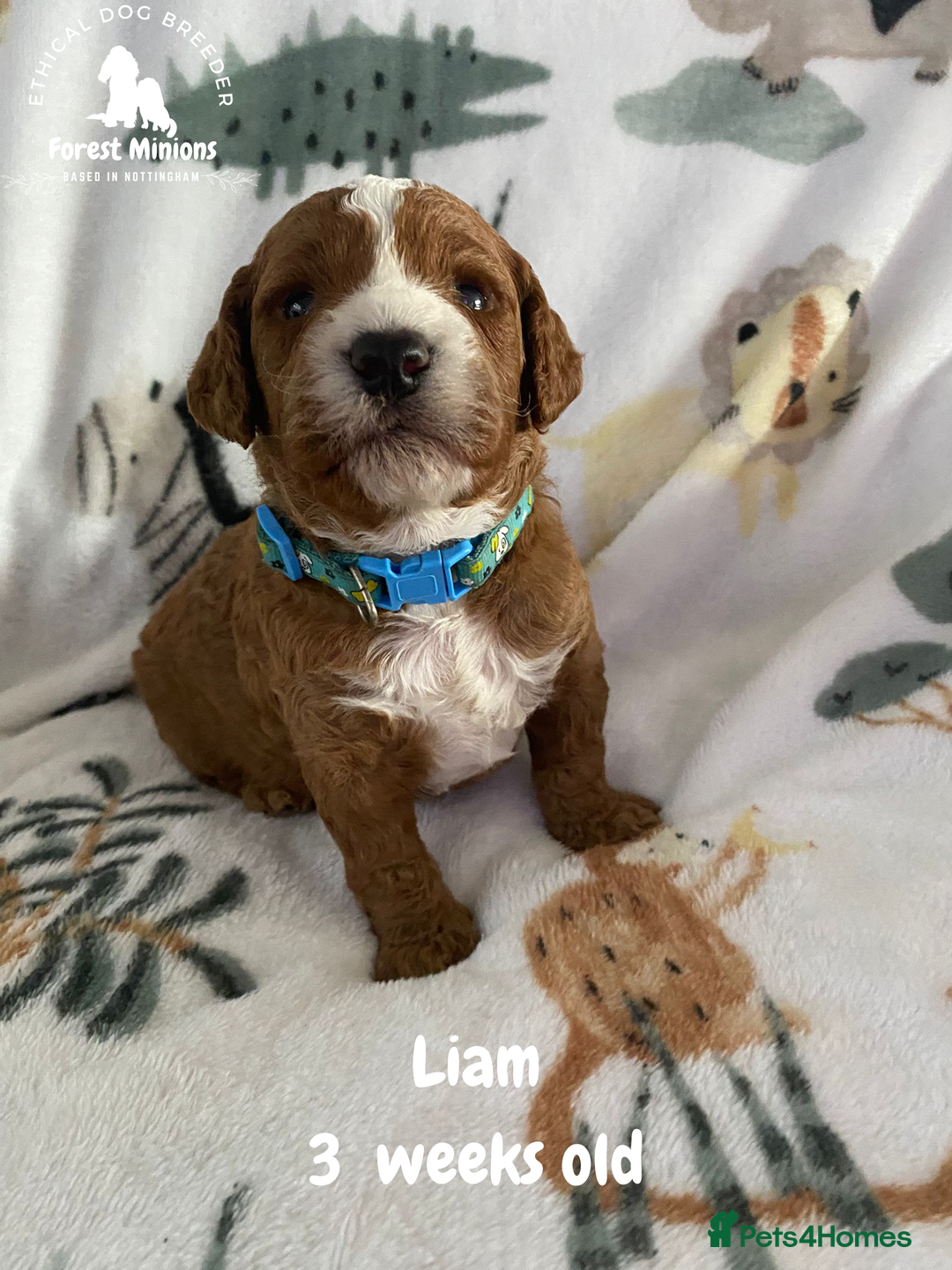 Cockapoo dogs for sale: Beautiful Cockapoo puppies (DNA CLEAR) - Advert 6