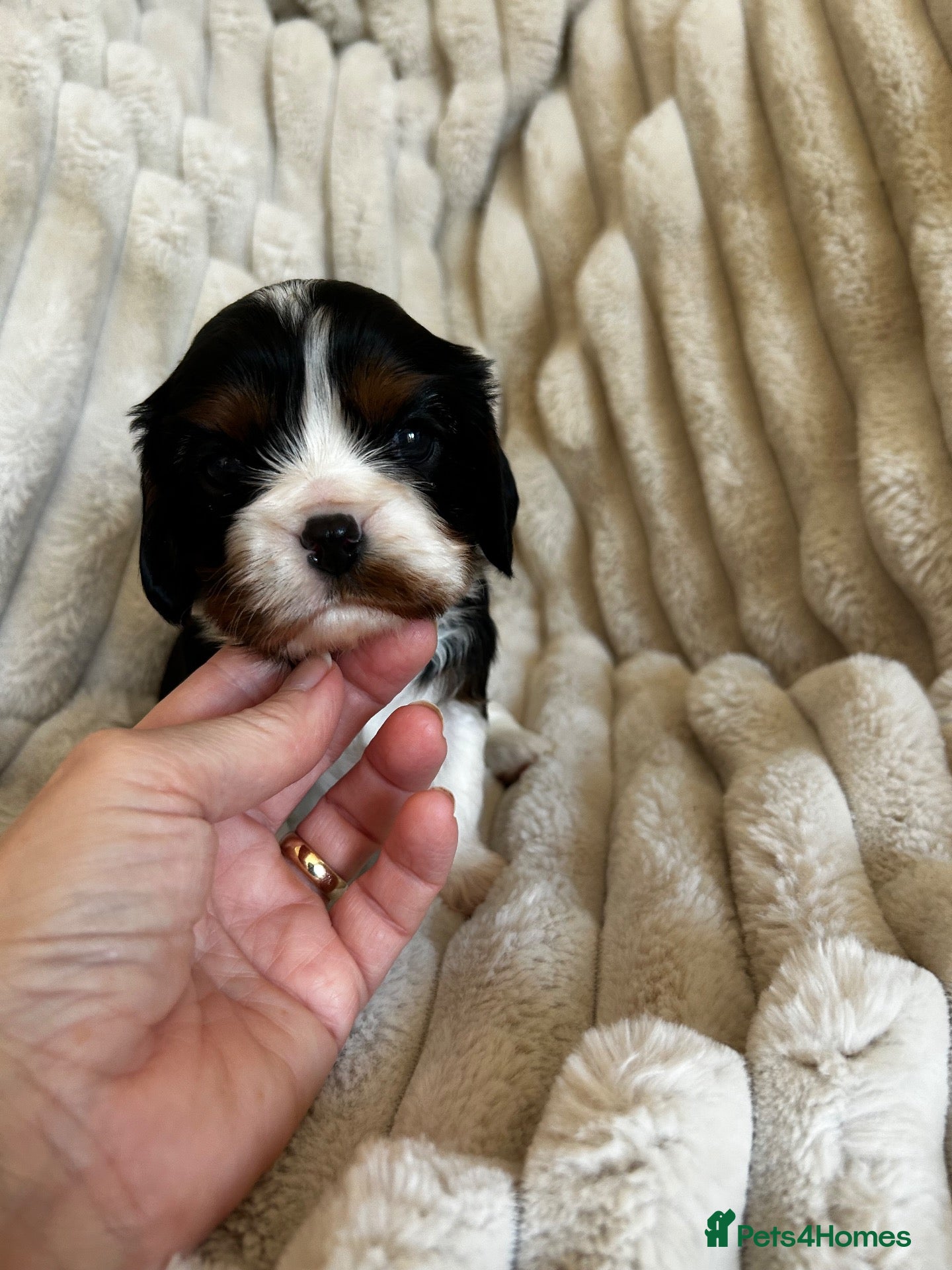 Cavalier King Charles Spaniel dogs Exceptional cavalier King Charles puppies  - Advert 2