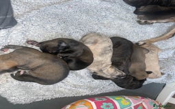 Mixed Breed dogs for sale: Stunning saluki greyhound puppies.  - Advert 14