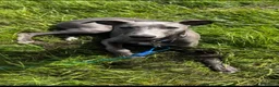 Whippet dogs for sale: Pedigree boy whippet  in Milford Haven - Advert 8