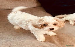 Cavapoochon dogs for sale: 2 Cavapoochons girls for sale. Wilmslow. Cheshire. - Image 8