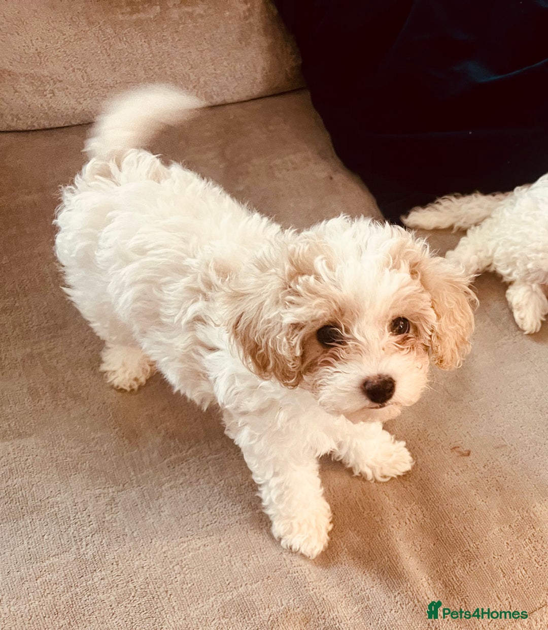 Cavapoochon dogs for sale: 2 Cavapoochons girls for sale. Wilmslow. Cheshire. - Image 8