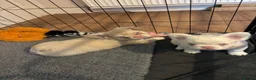 French Bulldog dogs for sale: Fluffy pink French bulldogs - Advert 14