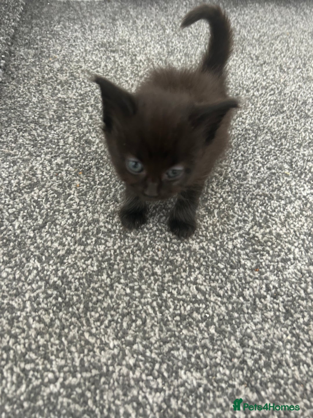 Ragdoll cats for sale: Ragdoll cross kittens £250 each  - Image 6