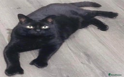 American Shorthair cats for sale: Mix litter docile well socialised kittens  - Image 11