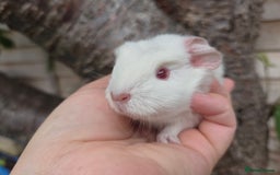 Guinea Pig rodents for sale: Baby guinea pigs - Image 5