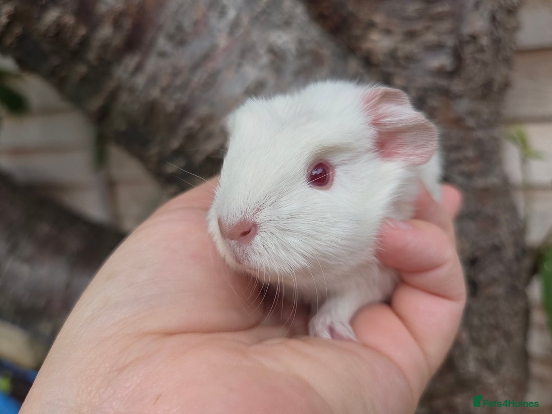 Guinea Pig rodents for sale: Baby guinea pigs - Image 5