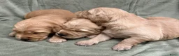 Golden Retriever dogs for sale: Golden retriever puppies ❤️ - Advert 8