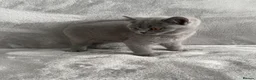 British Shorthair cats for sale: Only 1 Adorable British Shorthair boy left - Advert 11