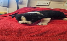 Mixed Breed dogs for sale: Huge American akita x cane corso pups - Advert 8