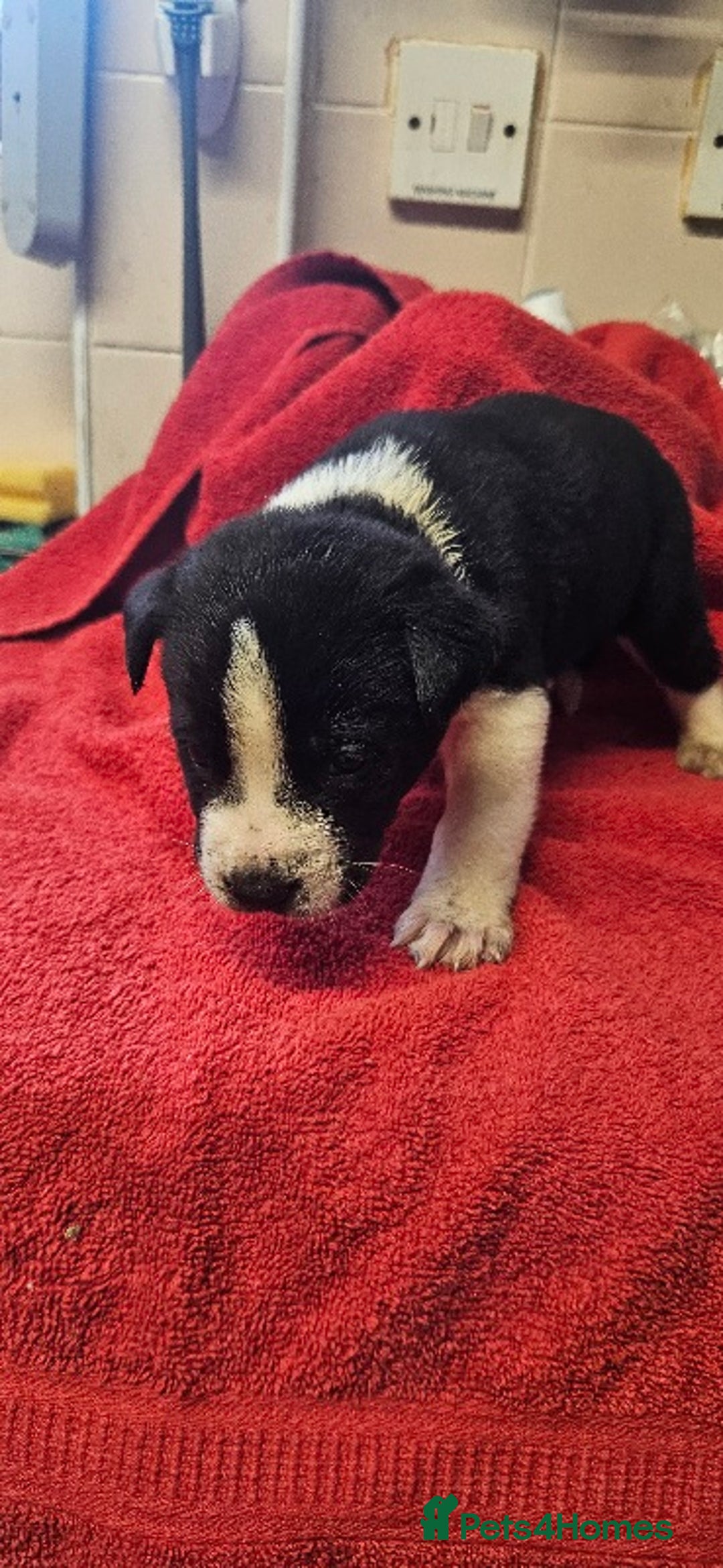 Mixed Breed dogs for sale: Huge American akita x cane corso pups - Advert 8