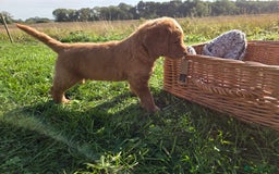 Labradoodle dogs for sale: 7 Miniture labradoodles  - Image 11