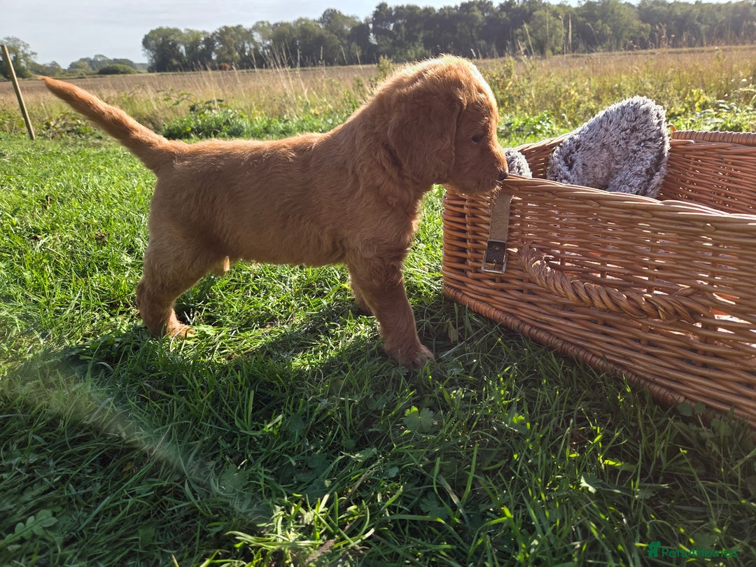 Labradoodle dogs for sale: 7 Miniture labradoodles  - Image 11