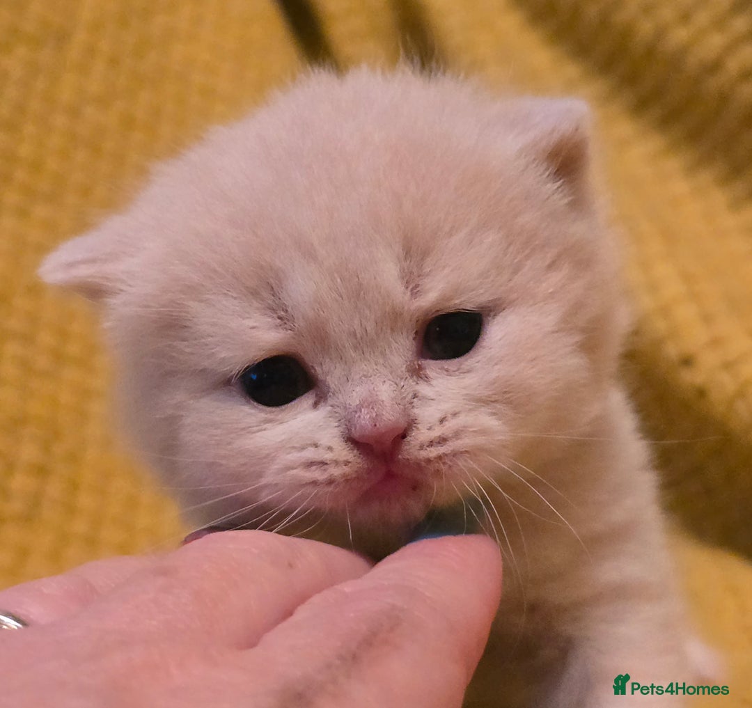 British Shorthair cats for sale: TICA registered British shorthair kittens - Advert 30