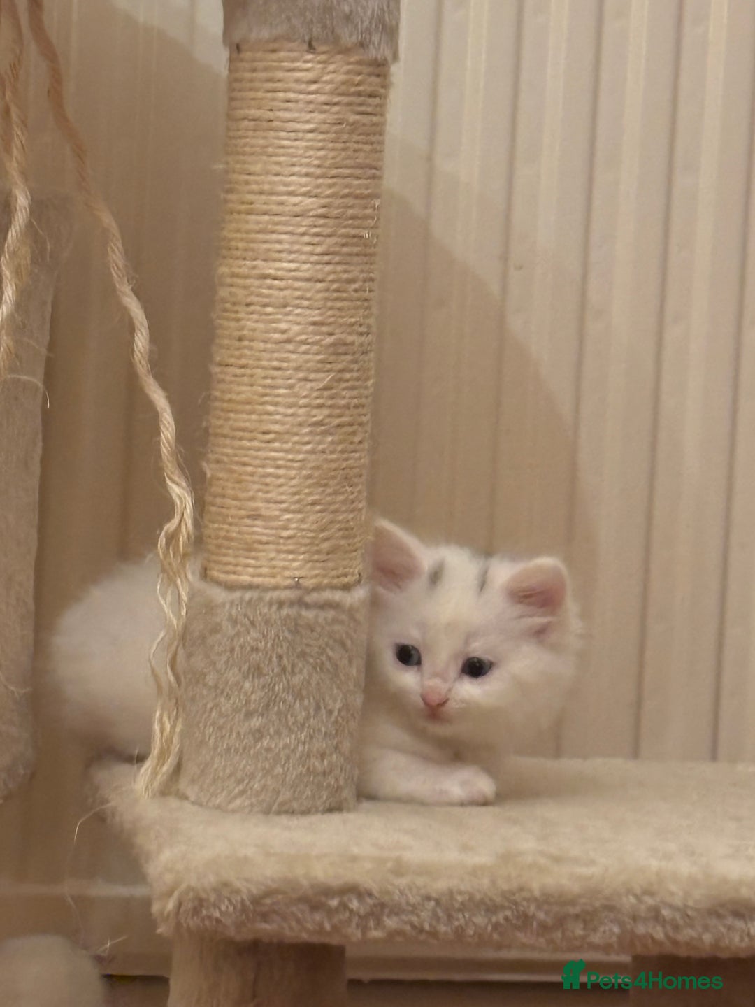 Mixed Breed cats for sale: 7 white kittens READY ASAP - Advert 13