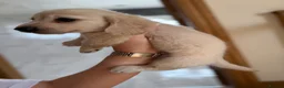 Miniature Dachshund dogs for sale: Cream quality miniature DACHSHUNDS - Advert 13