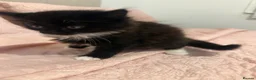 Mixed Breed cats for sale: Kitten  in Wolverhampton - Advert 7
