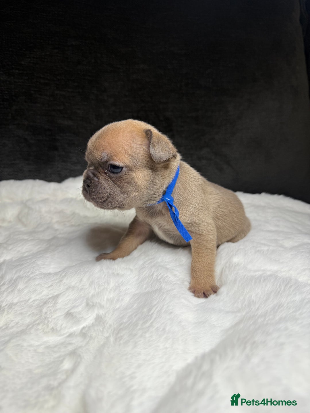 French Bulldog dogs for sale: French Bulldog puppies - Advert 18