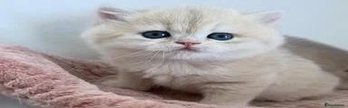 British Shorthair 2