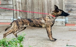 Belgian Shepherd Dog dogs for sale: Belgian Malinois / Dutch Herder  - Image 30