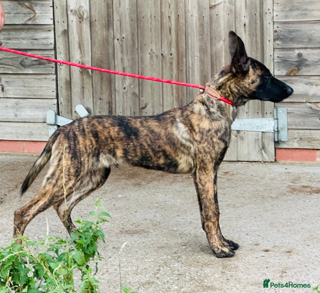 Belgian Shepherd Dog dogs for sale: Belgian Malinois / Dutch Herder  - Image 30